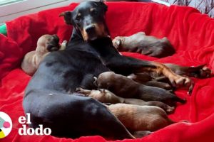 Perrita mamá gruñona y sus 7 bebés vivían en una campaña, hasta que... |  ¡Adóptame! | El Dodo