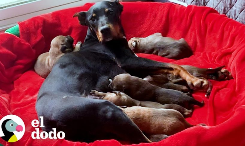 Perrita mamá gruñona y sus 7 bebés vivían en una campaña, hasta que... |  ¡Adóptame! | El Dodo