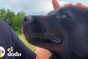 Perro callejero que nadie pudo atrapar elige su nueva familia | El Dodo