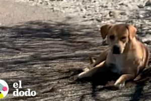 Perro callejero vive solo en una montaña durante 4 largos años | El Dodo