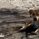 Perro callejero vive solo en una montaña durante 4 largos años | El Dodo
