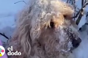 Perro encontrado en la nieve helada ahora ama estar junto a la chimenea | El Dodo