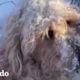 Perro encontrado en la nieve helada ahora ama estar junto a la chimenea | El Dodo