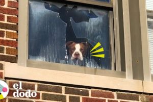 Perro es rescatado después de estar atrapado en una escuela abandonada durante días | El Dodo