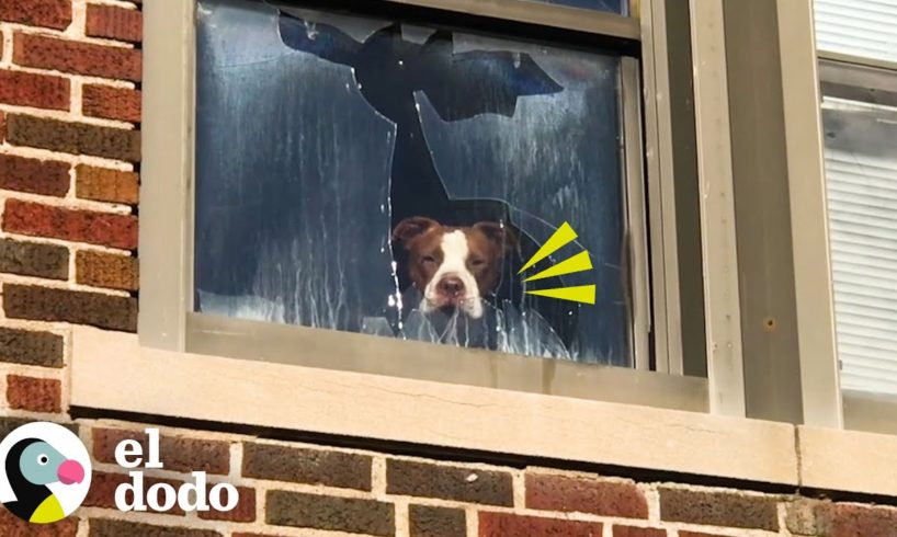 Perro es rescatado después de estar atrapado en una escuela abandonada durante días | El Dodo