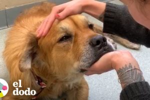 Perro mayor enfermo se convierte en el cachorro más esponjoso y feliz | El Dodo