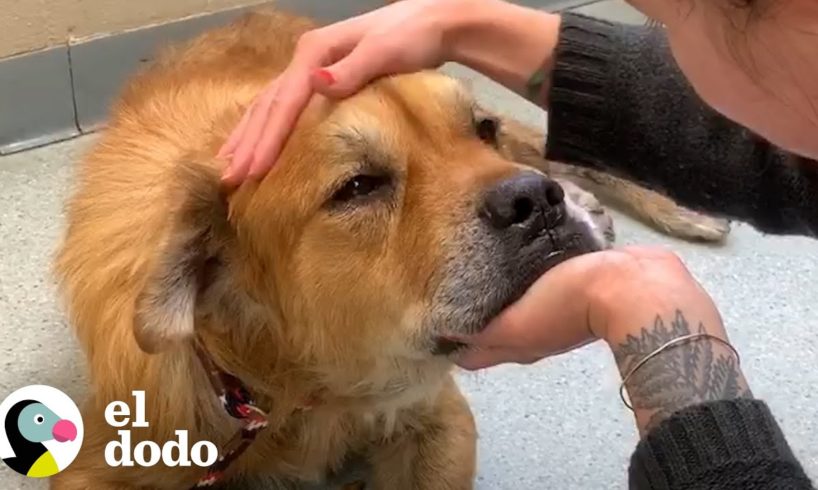 Perro mayor enfermo se convierte en el cachorro más esponjoso y feliz | El Dodo