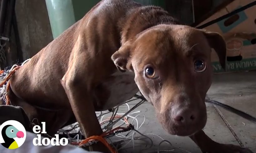 Perro que no podía dejar de temblar se ve completamente diferente ahora | El Dodo