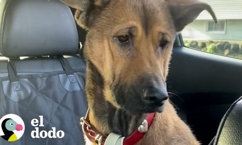 Perro que se quedó mirando la pared durante semanas finalmente le pide caricias a mamá | El Dodo