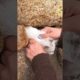 Person Rescues Cat Stuck in Rock Wall - 1347914