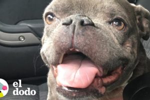 Pitbull con enanismo hace reír sin parar a su papá | El Dodo