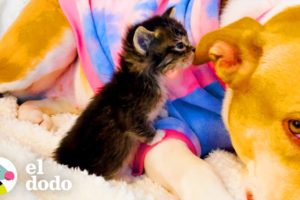 Pitbull deja que los gatitos adoptivos la amamanten | Puro Pitbull | El Dodo
