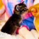 Pitbull deja que los gatitos adoptivos la amamanten | Puro Pitbull | El Dodo
