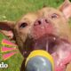 Pitbull dulce rescatado solo tiene un enemigo: la manguera | El Dodo