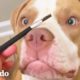 Pitbull insiste en participar en la rutina de belleza de mamá | Puro Pitbull | El Dodo