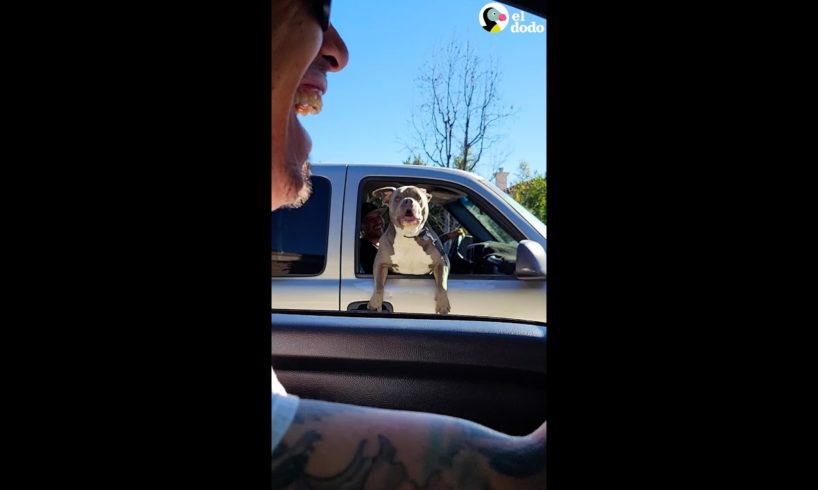 Pitbull se asusta cuando ve a su hermano en el auto junto a él | Puro Pitbull | El Dodo