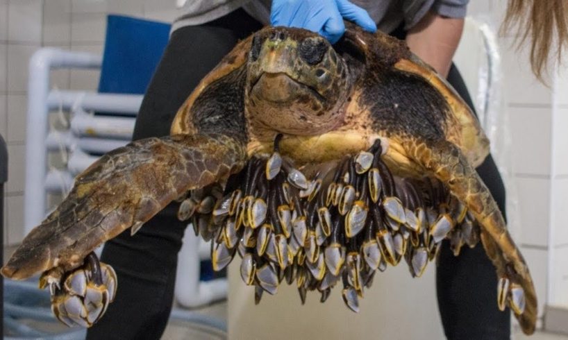 😰Pitiful! Removal 10000+ BARNACLES From Turtle! Remove Barnacles & Animal Rescue!