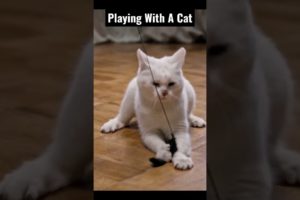 Playing With A Cute Cat 😊 #shorts Videos || #funny cute cats || #animals #cats #trending