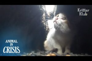 Poor Kitten Stuck In A Narrow Pit Waits For Passengers' Help (Full ver.) | Animal in Crisis EP100