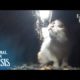 Poor Kitten Stuck In A Narrow Pit Waits For Passengers' Help (Full ver.) | Animal in Crisis EP100