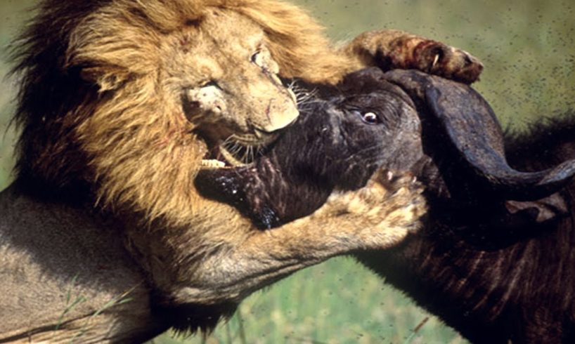 Predators in action! 10 Most Epic Animal Fights Captured on Camera in "5 Minutes"