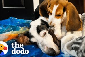 Puppy Won't Let Senior Rescue Dog Sleep Alone | The Dodo Foster Diaries