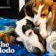 Puppy Won't Let Senior Rescue Dog Sleep Alone | The Dodo Foster Diaries