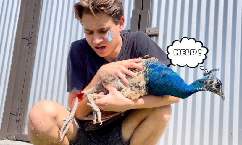RESCUED ! ABANDONED BIRD FOUND WITH BROKEN LEGS ! WILL SHE MAKE IT ?! (Pt1)