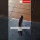 Rabbit rescues.! #animalrescue #shorts #youtubeshorts #viralvideo