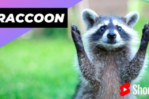 Raccoon 🦝 One Alternative Animal To Have As A Pet #shorts