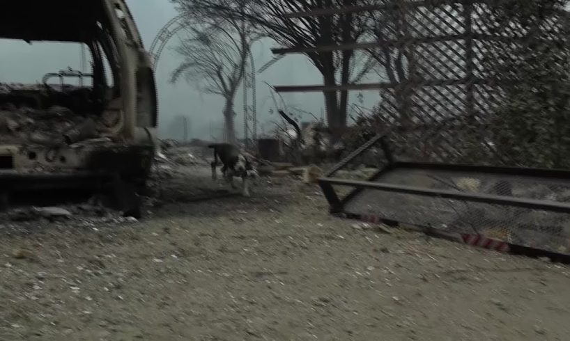 Raw Video: Photojournalist rescues puppy from ruins of home destroyed by McKinney Fire