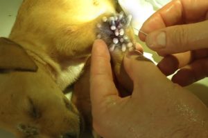 Removing Monster Mango worms From Helpless Dog! Animal Rescue Video 2022 #135