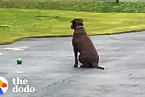 Rescue Dog Waits In The Driveway Every Day For Her Dad To Come Home | The Dodo