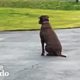 Rescue Dog Waits In The Driveway Every Day For Her Dad To Come Home | The Dodo
