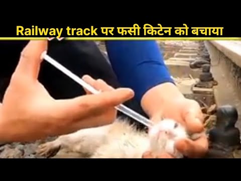 Rescue Homeless cat || railway track पर फसी किटेन को बचाया #fkhindifacts #shorts
