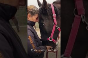 Rescue Horse Amazing Transformation