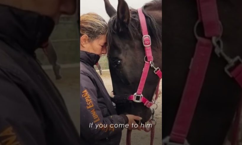 Rescue Horse Amazing Transformation