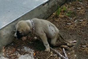 Rescue Thin Neglected Dog Was Exhausted, Coma, Lying Motionless on The Front Porch