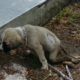 Rescue Thin Neglected Dog Was Exhausted, Coma, Lying Motionless on The Front Porch