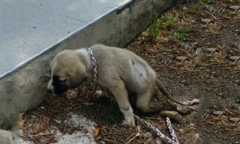 Rescue Thin Neglected Dog Was Exhausted, Coma, Lying Motionless on The Front Porch