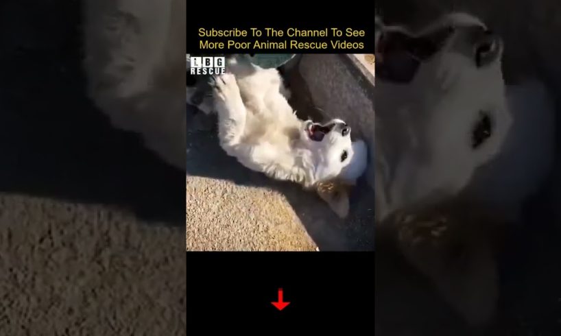 Rescue a broken leg dog | animal rescue videos#shorts #animals #rescue #animalrescue