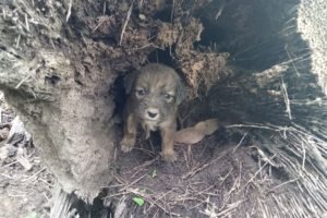 Rescue abandoned puppy in the farm so pitiful  and feeding him with some milk