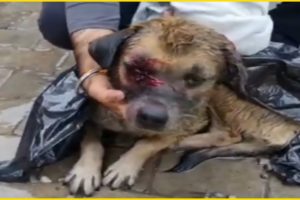 Rescue poor dog was through in black plastic bag under the storm