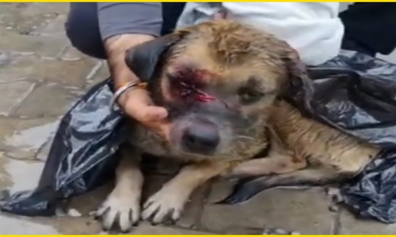 Rescue poor dog was through in black plastic bag under the storm