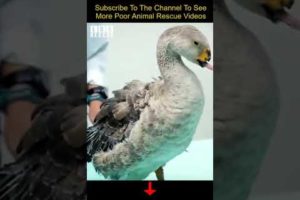 Rescue the goose that lost its beak | animal rescue videos #shorts #animals #rescue #animalrescue