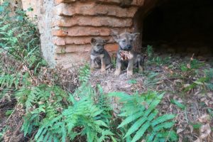 Rescue two poor dogs who lost their mothers struggling to survive in an abandoned factory