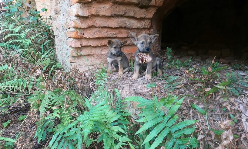 Rescue two poor dogs who lost their mothers struggling to survive in an abandoned factory