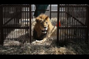Rescued Circus Lions Get a Chance at a New Life