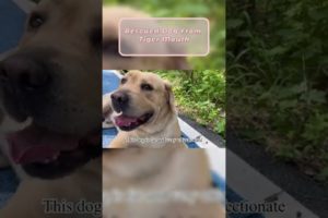 Rescued Dog From Tiger Mouth #shorts
