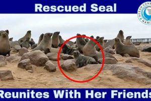 Rescued Seal Reunites With Her Friends